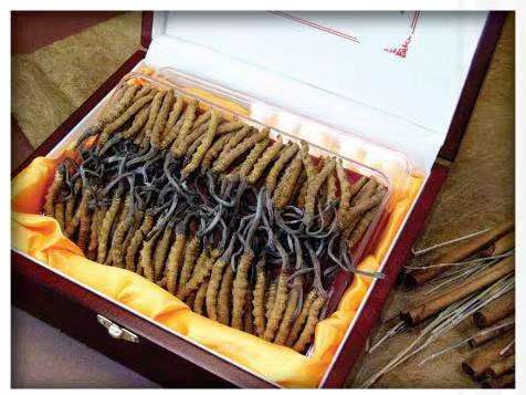 乐山冬虫夏草回收